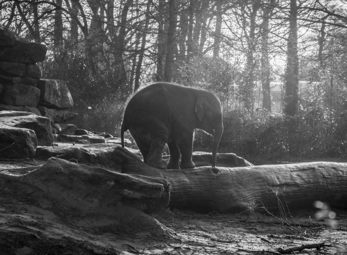 Wallpaper Elephant, forest, sunlight, Animals 1887519024